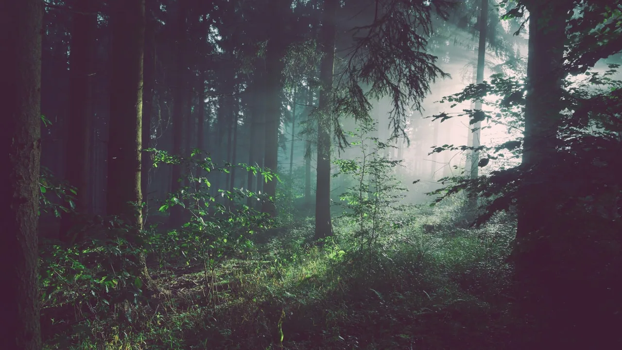 Action de régulation et de sauvegarde des biotopes en milieu forestier ardéchois